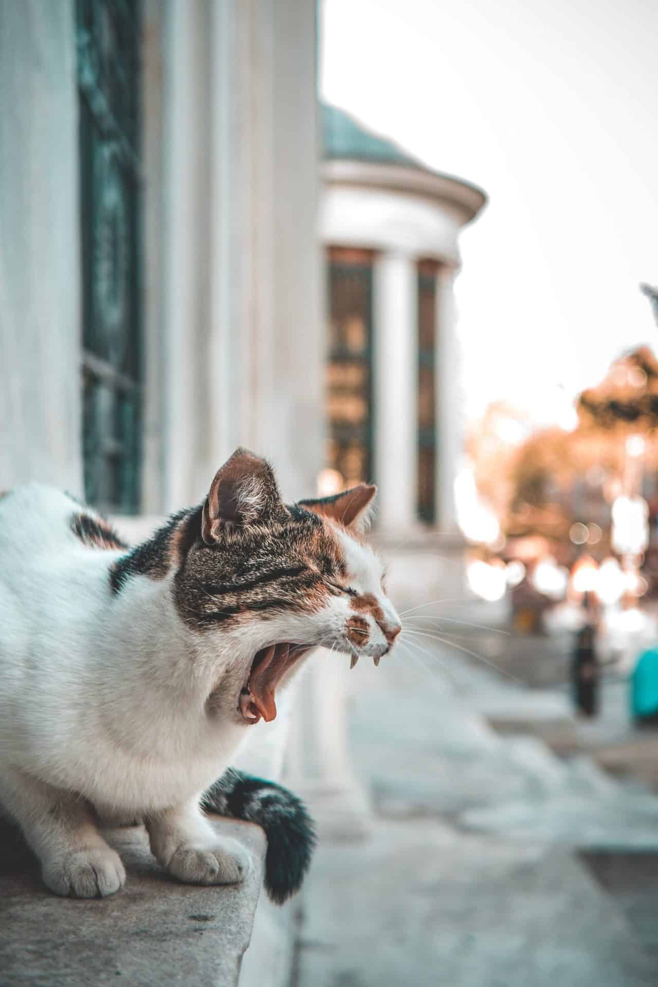 Pexels Burak K 987984